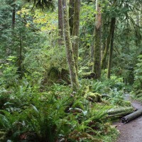 Quinault Rain Forest Trailhead